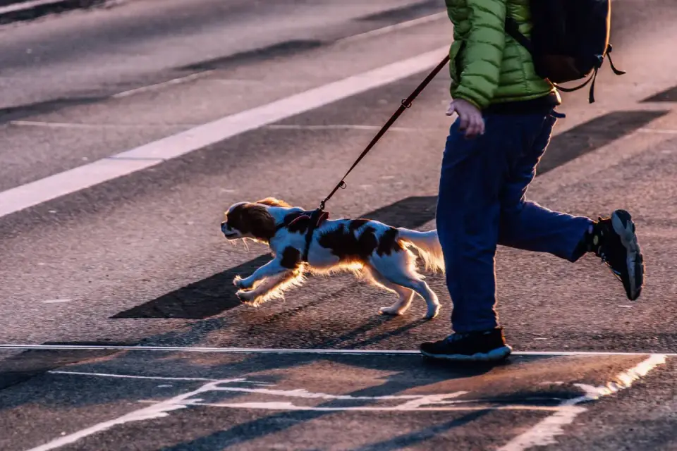 Dog walking with an owner