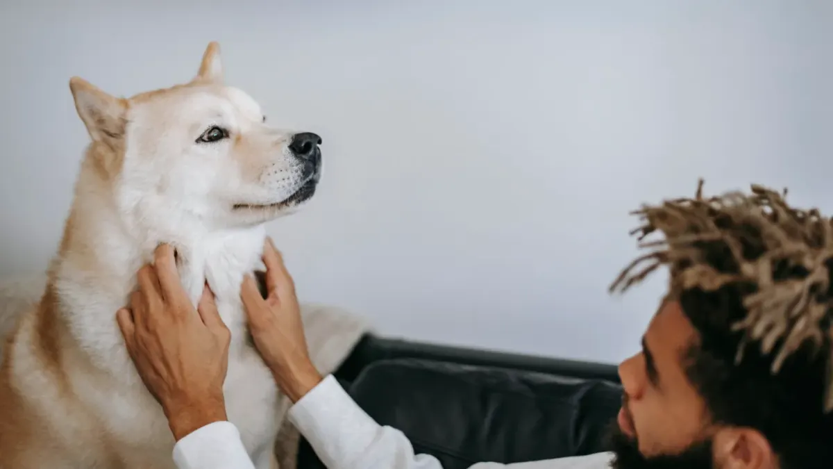 Dog walking with an owner