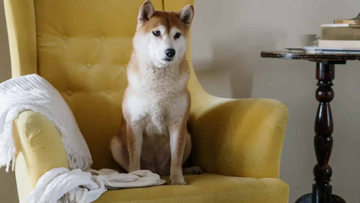 Dog with an owner at home