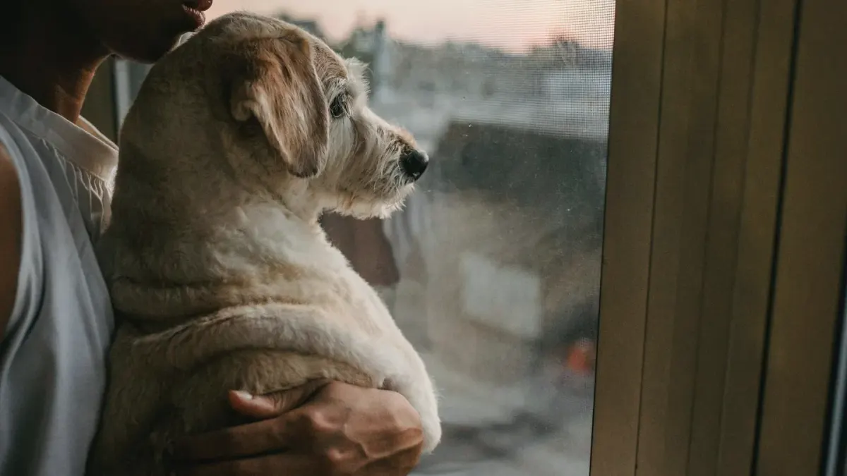 Dog with an owner at home