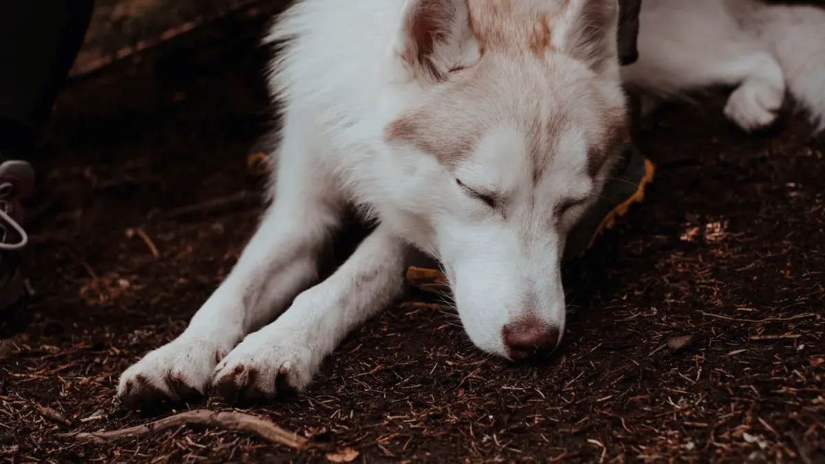 Dog with eyes closed