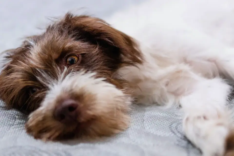 Dog with eyes closed