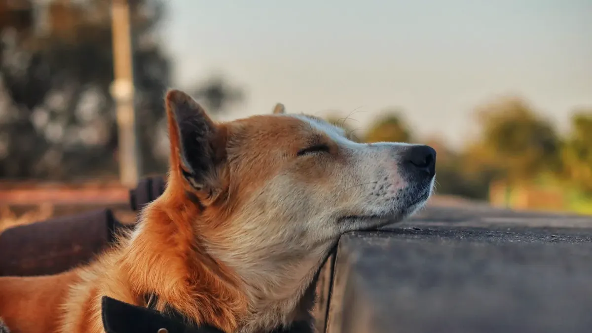 Dog with eyes closed