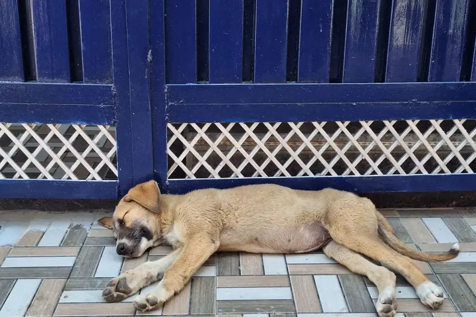 Dog with eyes closed