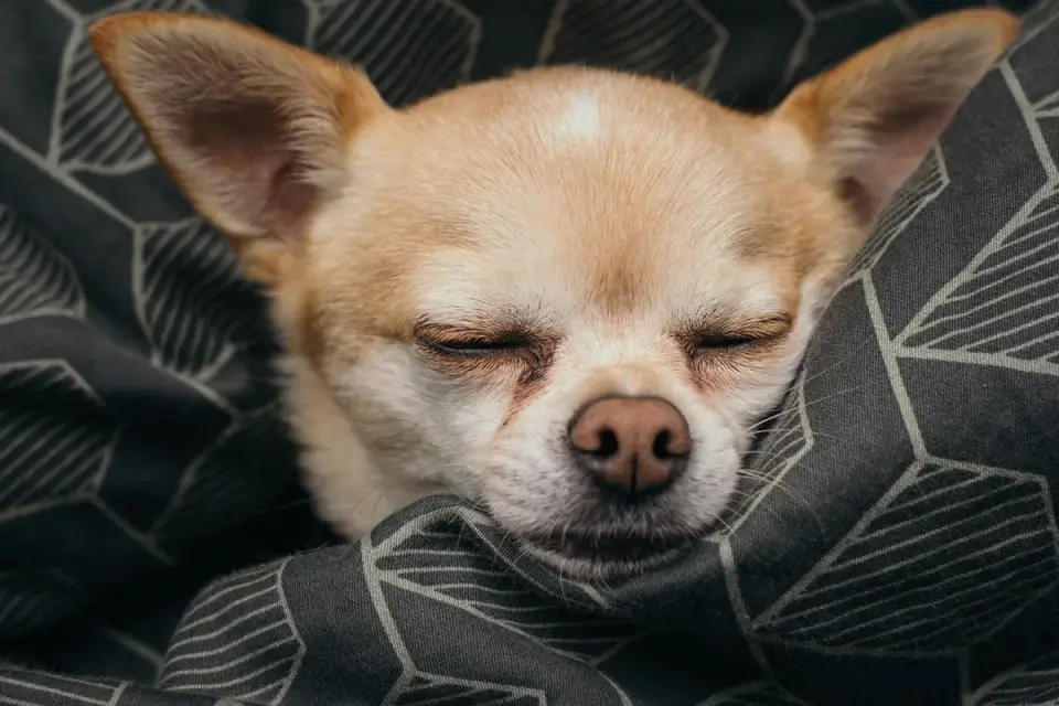 Dog with eyes closed