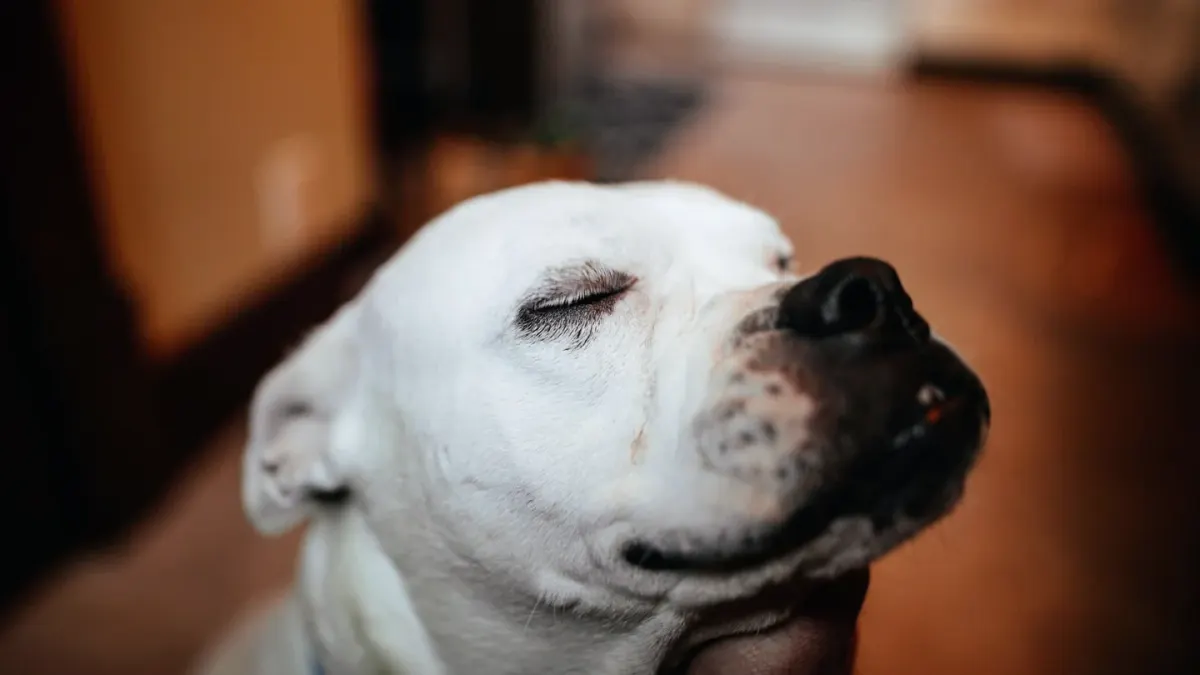 Dog with eyes closed