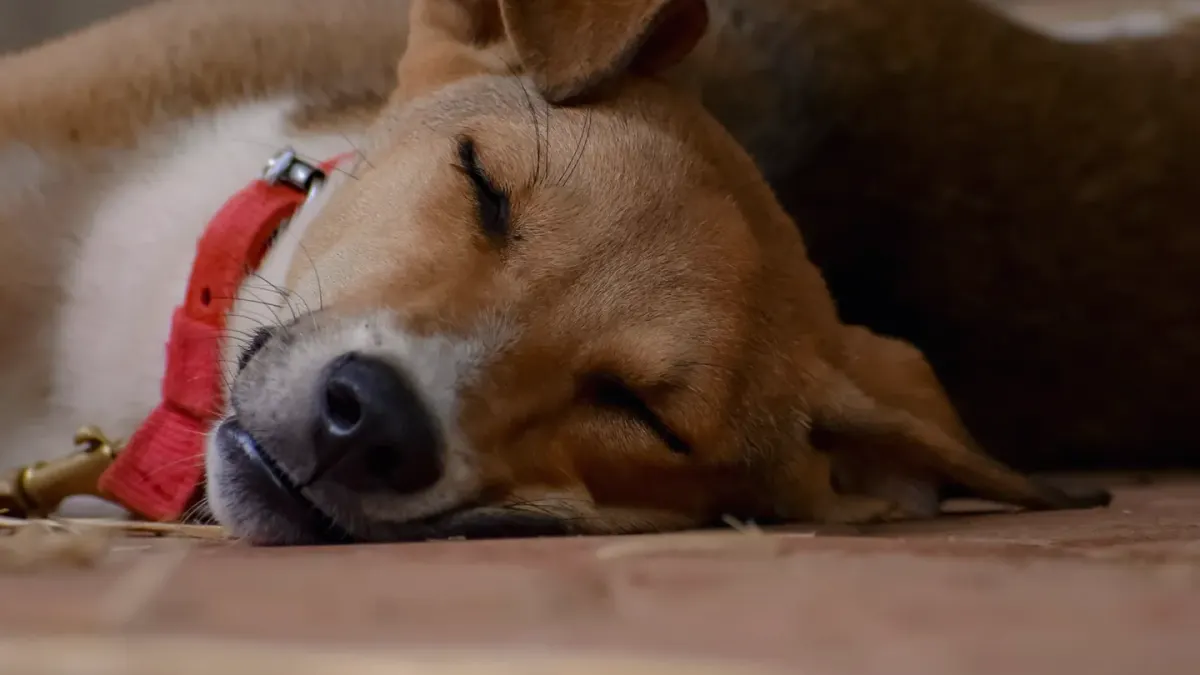 Dog with eyes closed