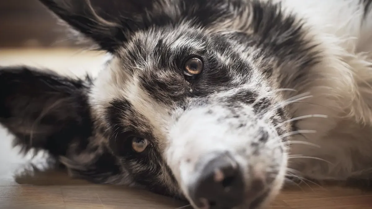 Dog with eyes closed