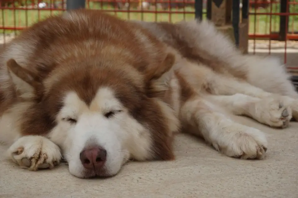 Dog with eyes closed