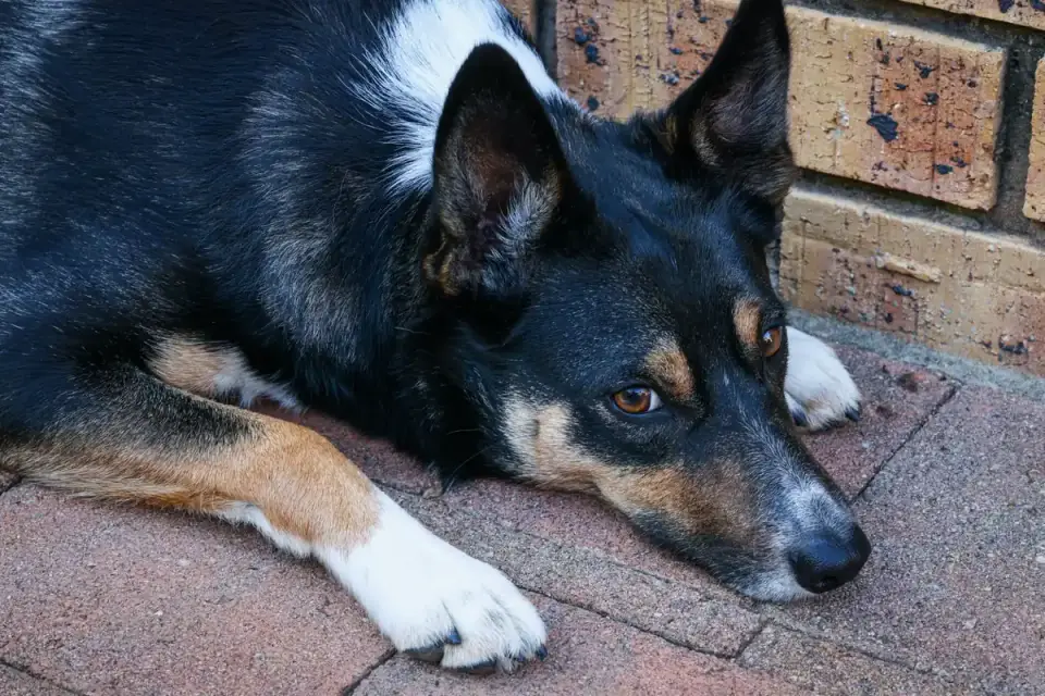 Dog with eyes closed