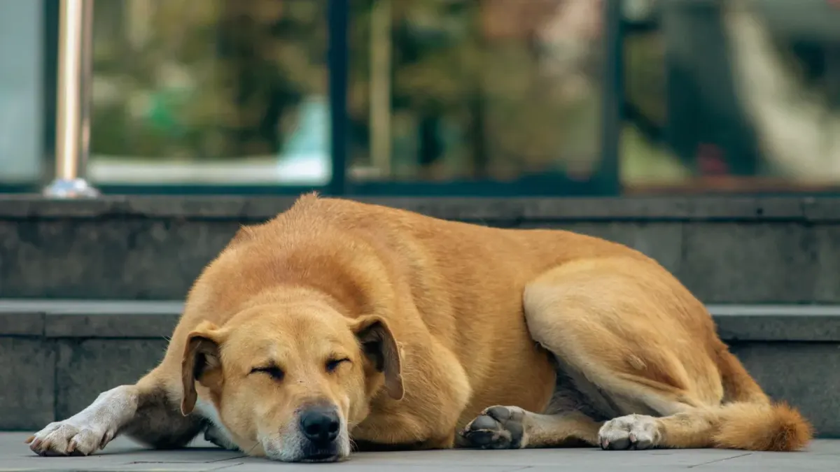 Dog with eyes closed