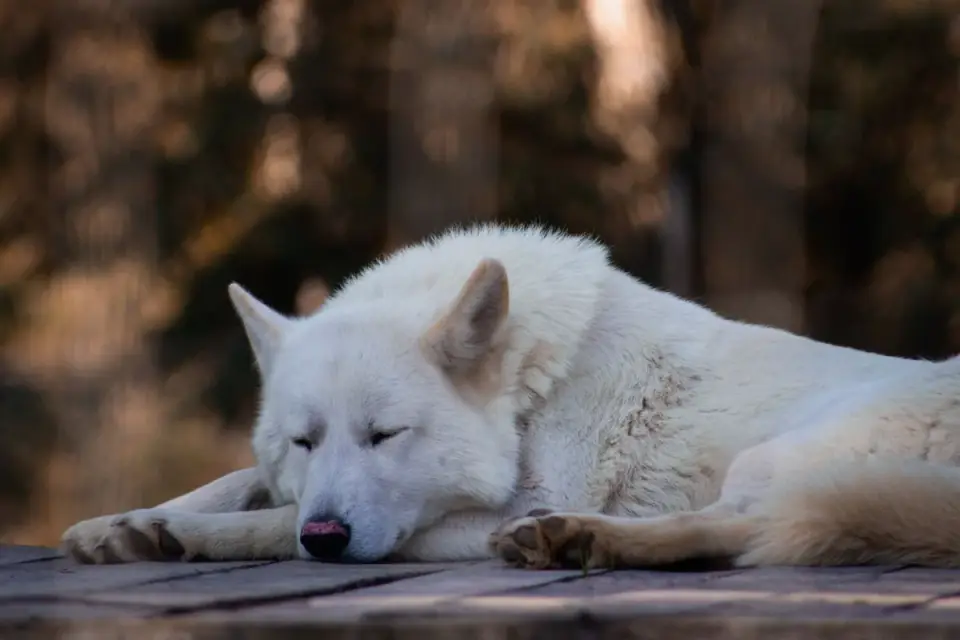 Dog with eyes closed