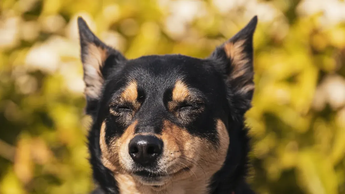 Dog with eyes closed