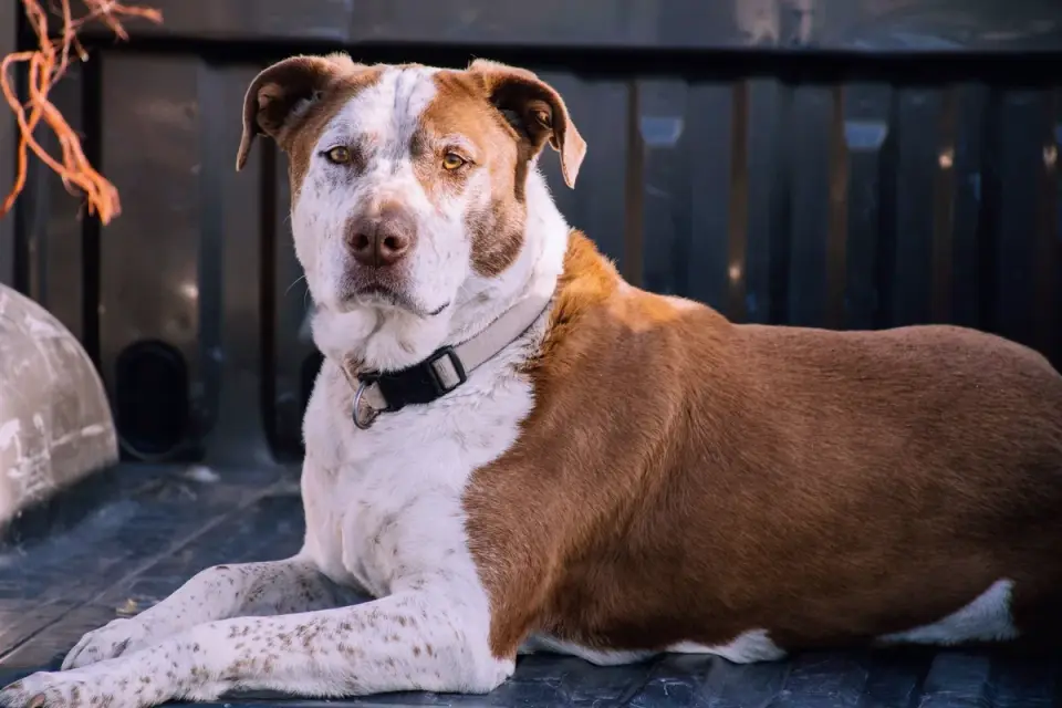 Dog with eyes closed
