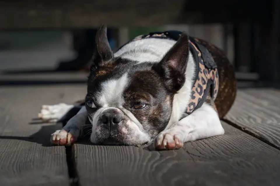 Dog with eyes closed