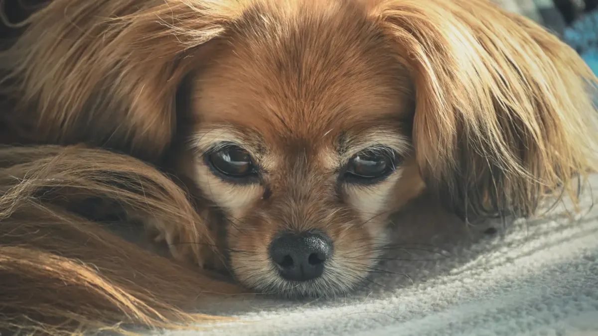 Dog with eyes closed