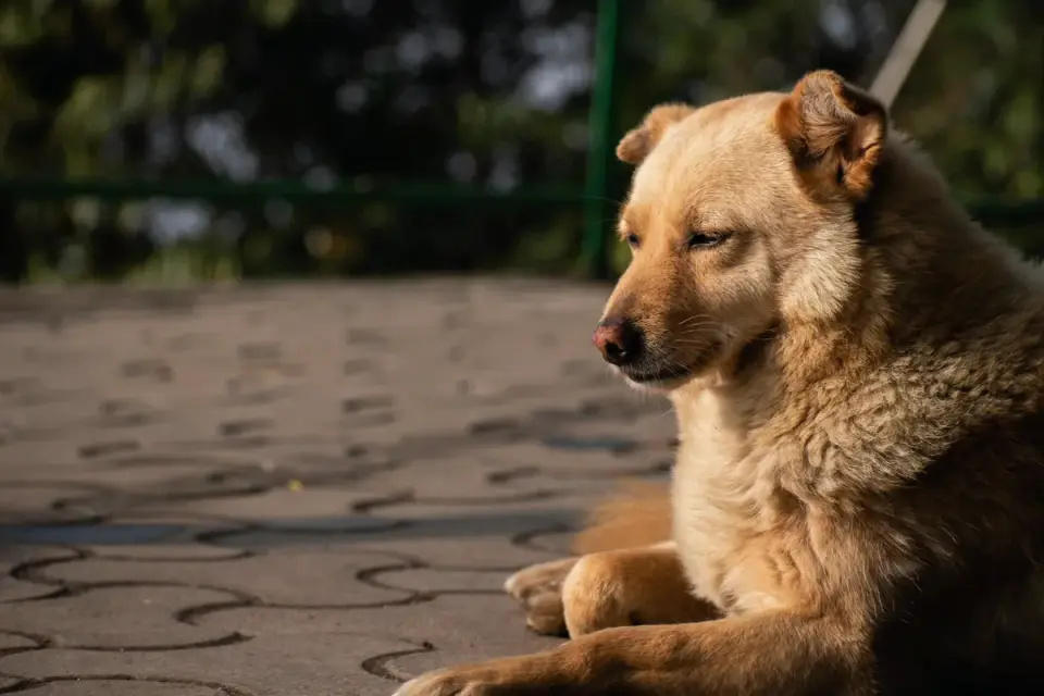 Dog with eyes closed