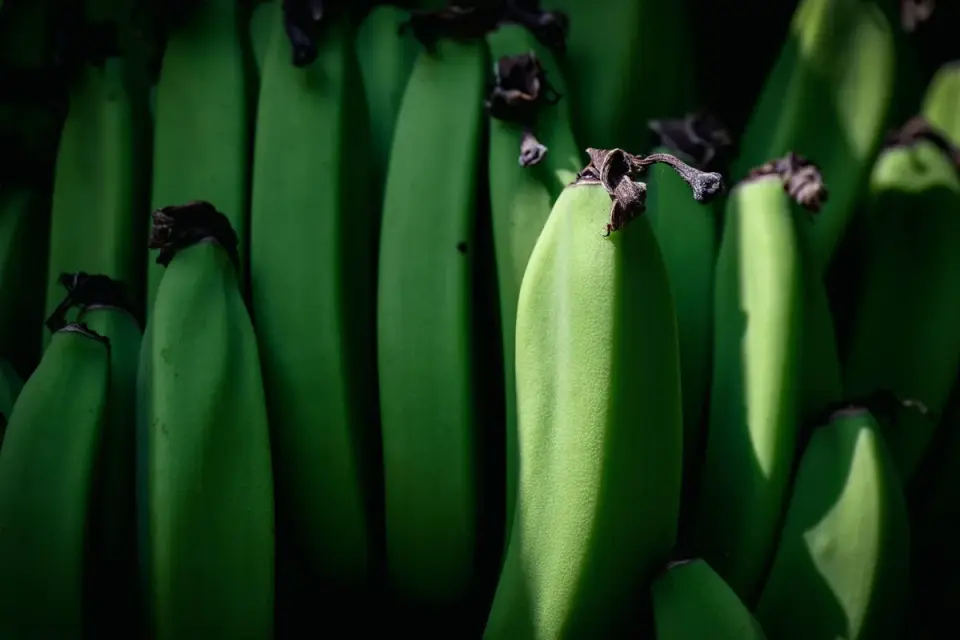 Green unripe bananas arranged next to ripe yellow bananas for comparison