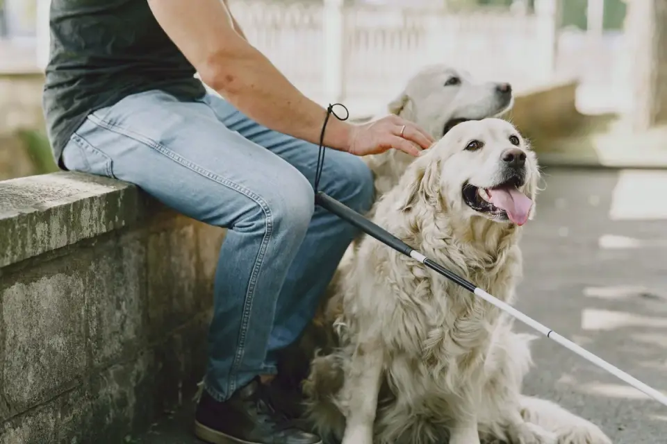 Owner offering a small slice of banana to a golden retriever from an open hand
