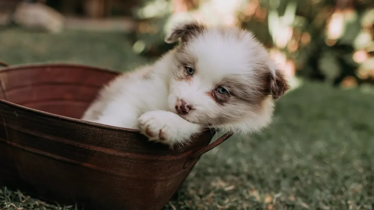 Puppy eating from a bowl