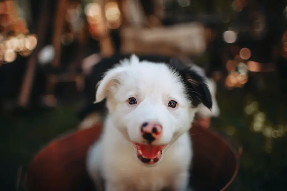 Puppy eating from a bowl