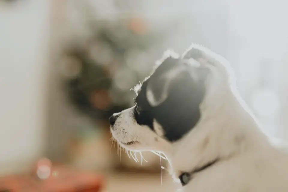 Puppy eating from a bowl