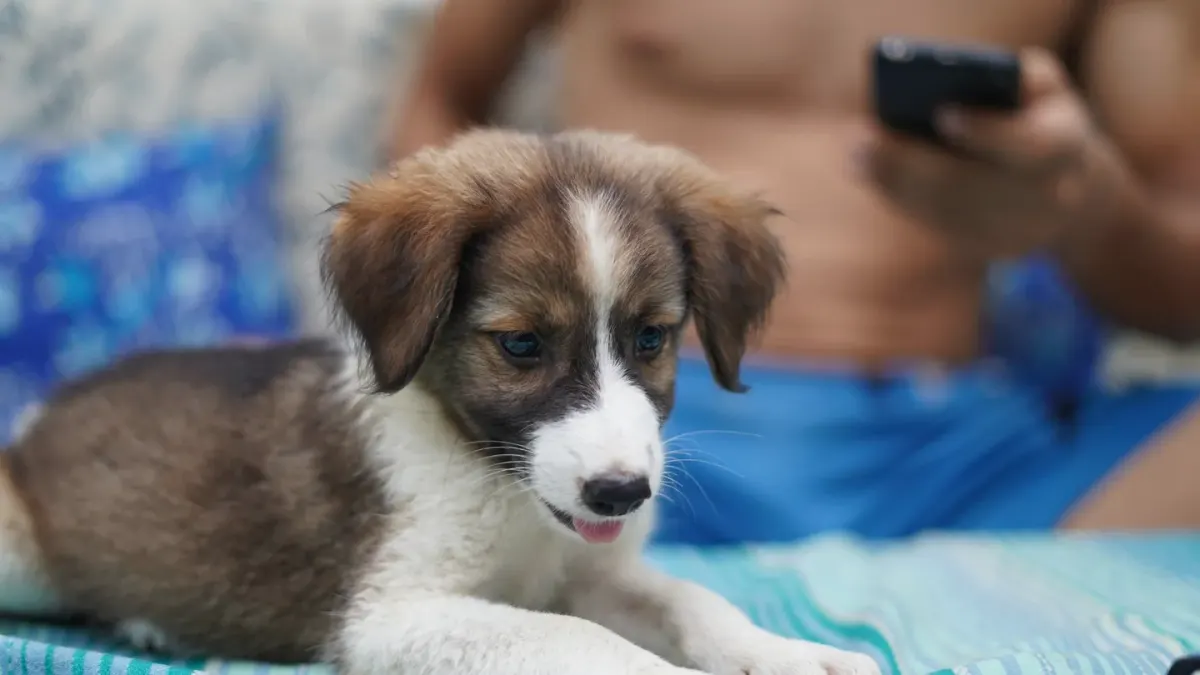 Puppy eating from a bowl