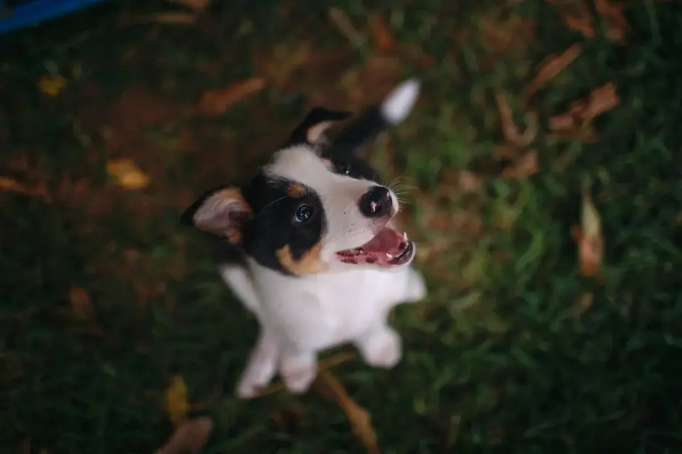 Puppy eating from a bowl