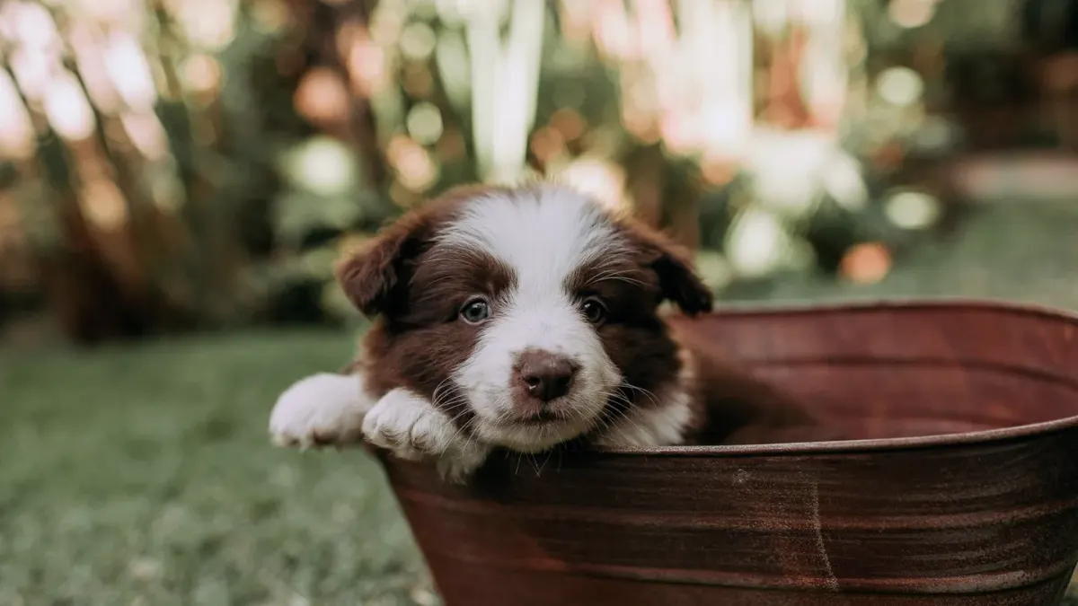 Puppy eating from a bowl