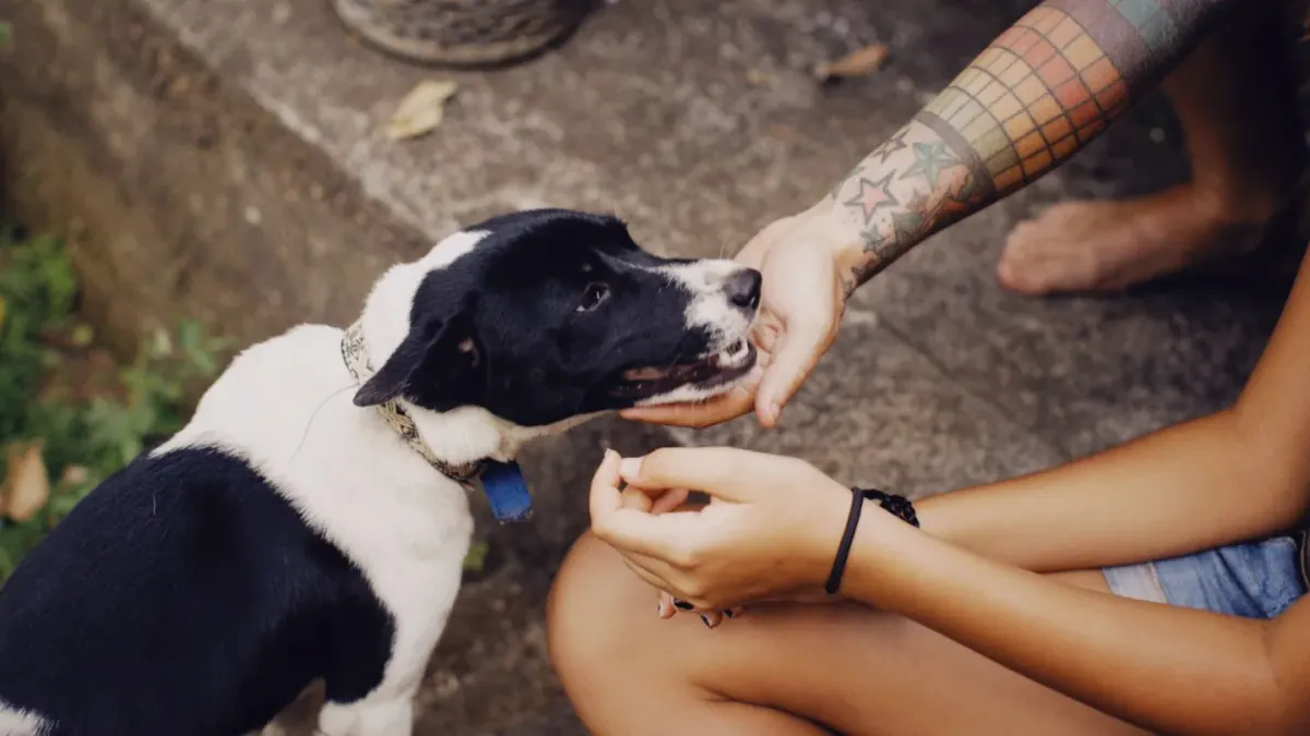 Puppy eating from a bowl