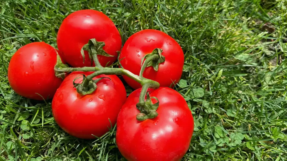 Ripe red tomatoes hanging on a garden vine with a dog resting nearby