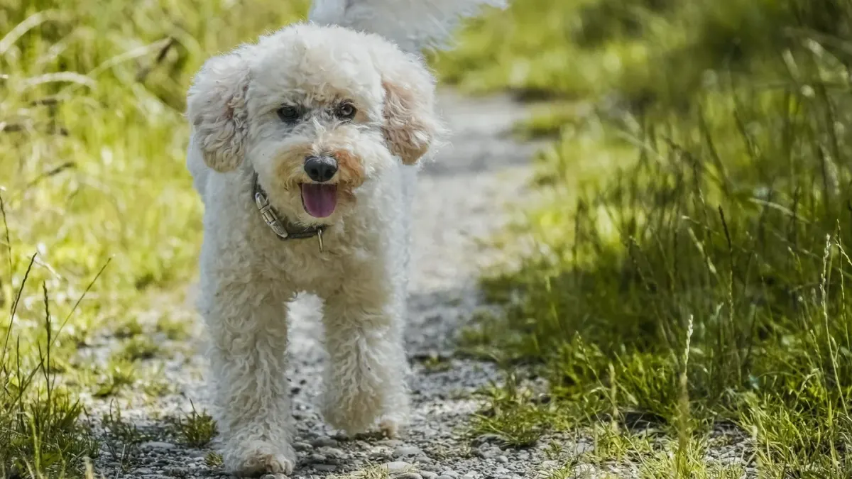 Senior Golden Retriever walking on a grassy trail