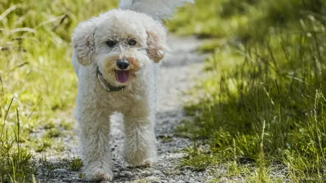 Senior Golden Retriever walking on a grassy trail