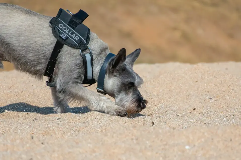 Senior Miniature Schnauzer taking a small treat from an owner&#x27;s hand