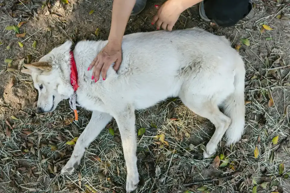 Veterinarian gently palpating a dog&#x27;s hip during a mobility exam
